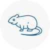 Rat Control Barnstaple